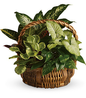Emerald Garden Basket from Rees Flowers & Gifts in Gahanna, OH